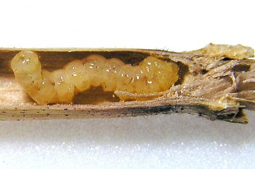 Réf. 27 938 : Calamobius filum