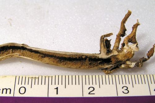 Réf. 27 935 : Calamobius filum