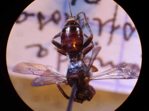 Nomada sp.