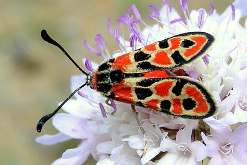 Réf. 27 294 : Zygaena fausta