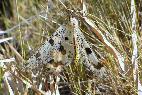 Réf. 27 324 : Palpares libelluloides