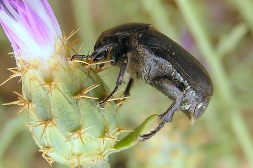Réf. 27 047 : Netocia oblonga