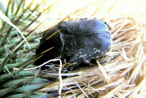 Réf. 27 064 : Netocia oblonga