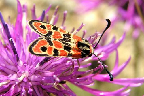 Réf. 27 293 : Zygaena fausta