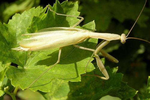 Réf. 27 575 : Mantis religiosa