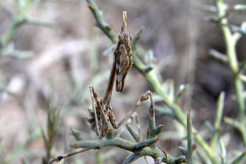 Réf. 27 605 : Empusa pennata