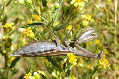 Mantis religiosa