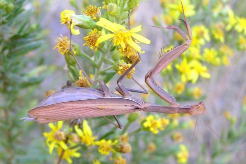 Mantis religiosa