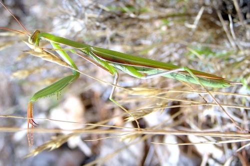 Mantis religiosa