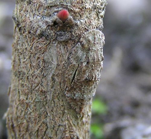 Ledra aurita