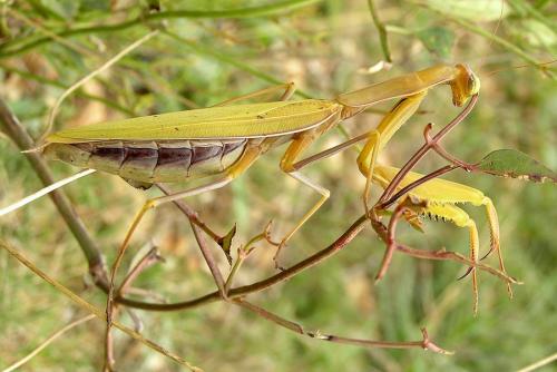 Réf. 27 576 : Mantis religiosa