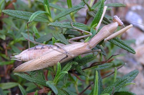 Mantis religiosa