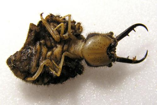 Réf. 27 318 : Palpares libelluloides