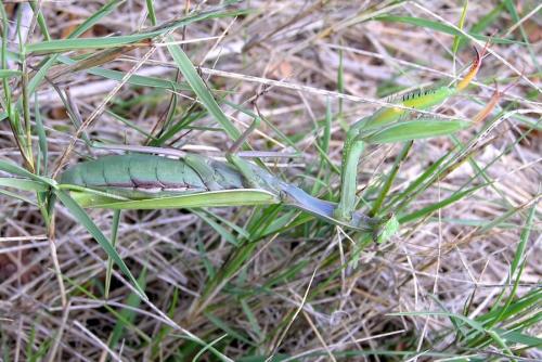 Mantis religiosa