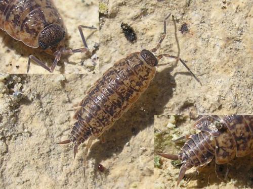 Porcellionides cingendus