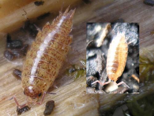 Philoscia muscorum