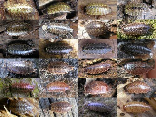 Philoscia muscorum