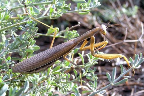 Mantis religiosa