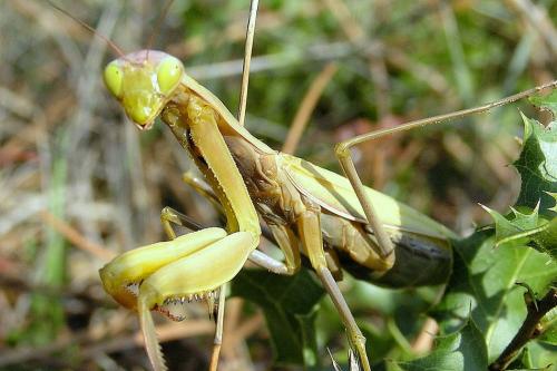 Mantis religiosa