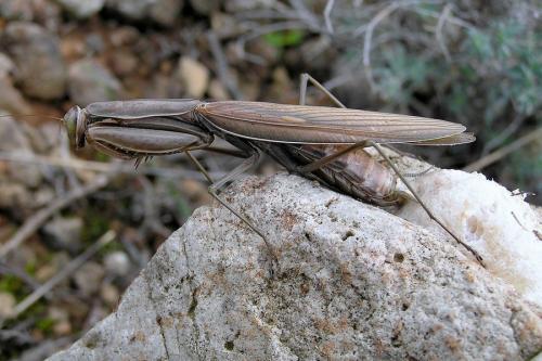 Mantis religiosa