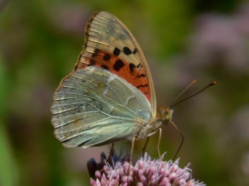 Argynnis pandora