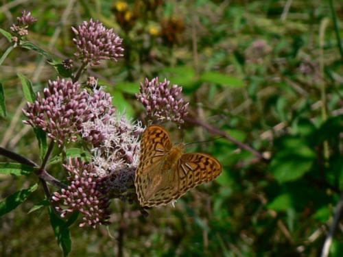 Argynnis pandora