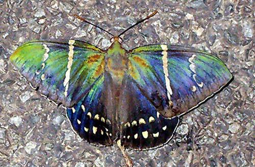 Eupalamides sp.