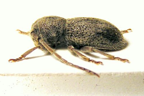 Parmena solieri