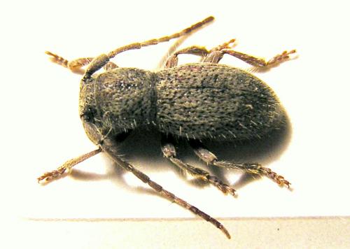 Parmena solieri