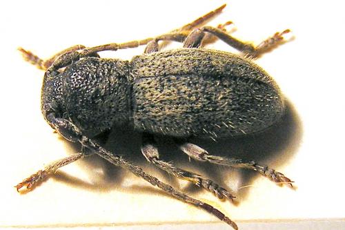 Parmena solieri