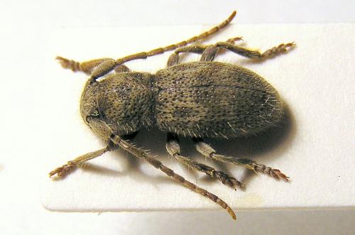 Parmena solieri