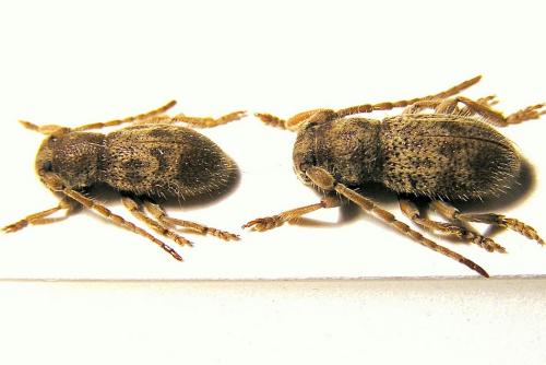 Parmena solieri