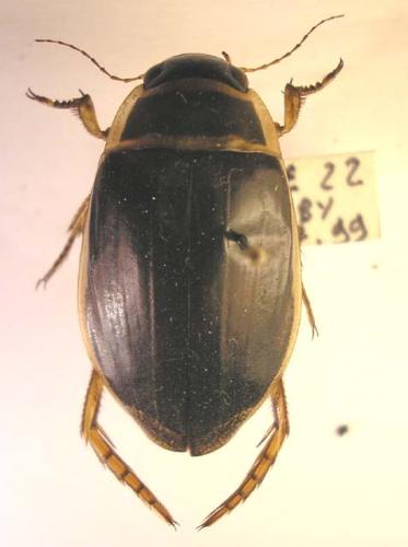 Réf. 27 149 : Dytiscus marginalis