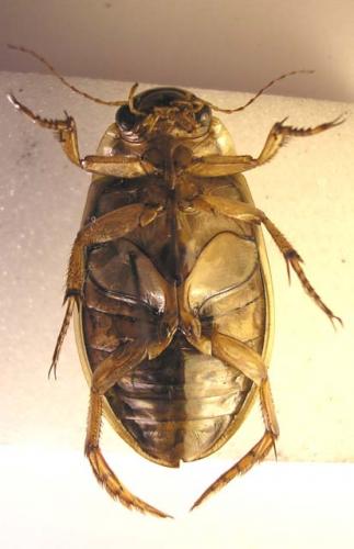Réf. 27 151 : Dytiscus marginalis
