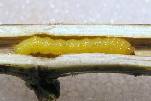 Agapanthia cardui