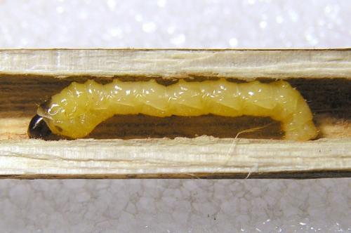 Agapanthia cardui