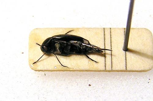 Mordellistena sp.