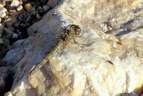 Sympetrum sp.