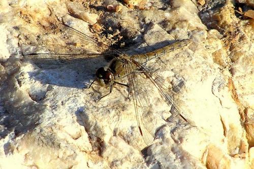 Sympetrum sp.
