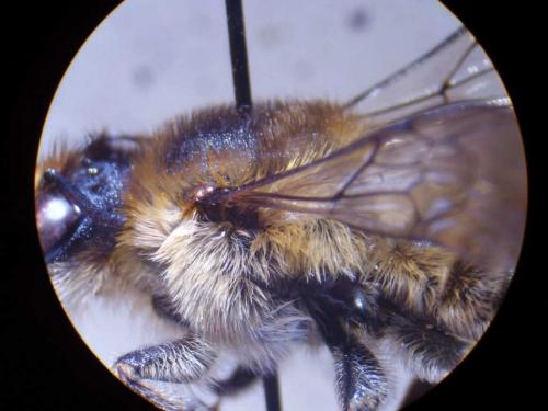Megachile maritima