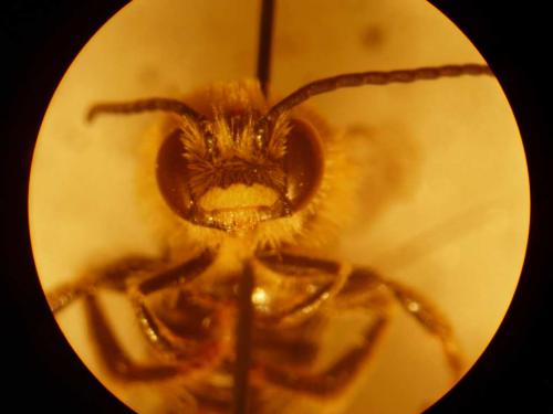 Réf. 27 507 : Tetralonia malvae