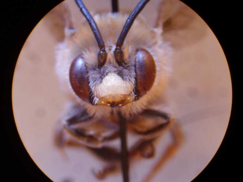 Tetraloniella dentata