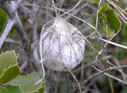Argiope bruennichi