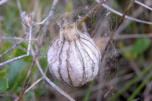 Réf. 27 538 : Argiope bruennichi