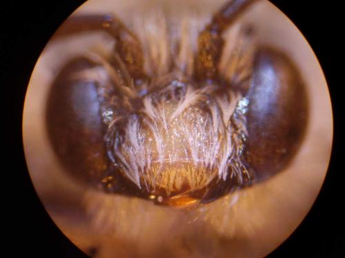 Réf. 27 550 : Tetraloniella nana
