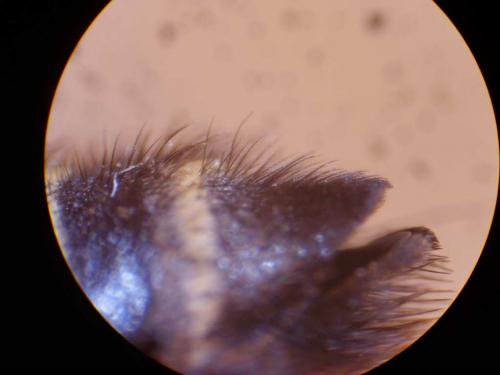 Megachile maritima