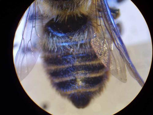 Megachile maritima
