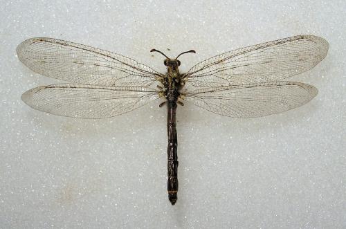 Synclisis baetica