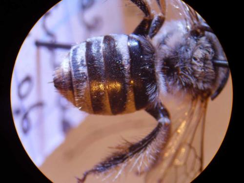 Réf. 27 566 : Tetraloniella nana