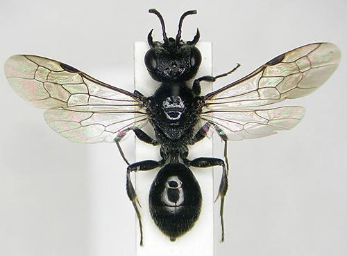 Réf. 27 471 : Pemphredon morio